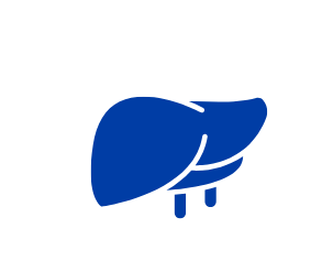Liver